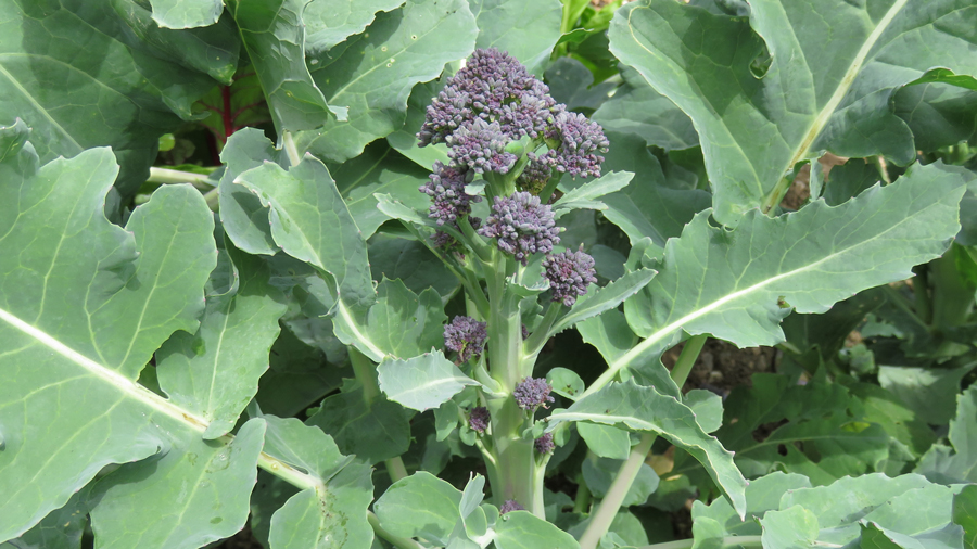 Purple-Sprouting-Broccoli.jpg