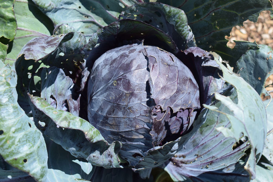 red-cabbage.jpg