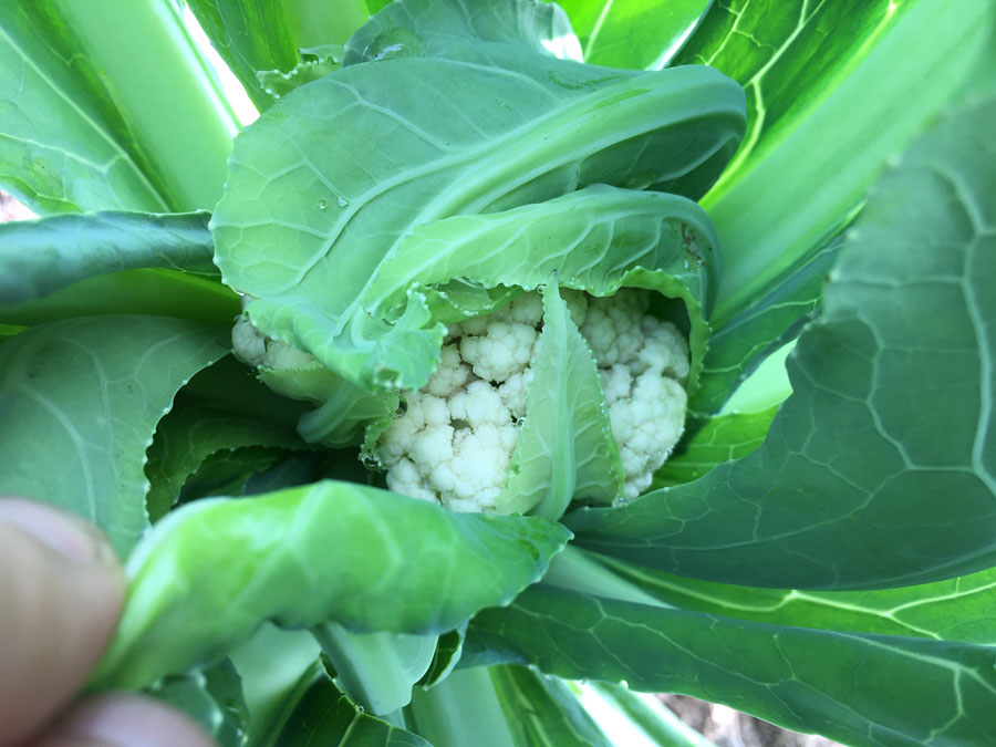 cauliflower-growing-1.jpg