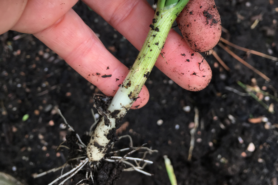 Spring Onion Rocket Gardens
