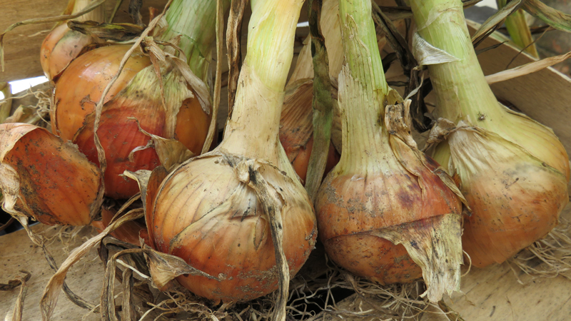 onions-ripe.jpg