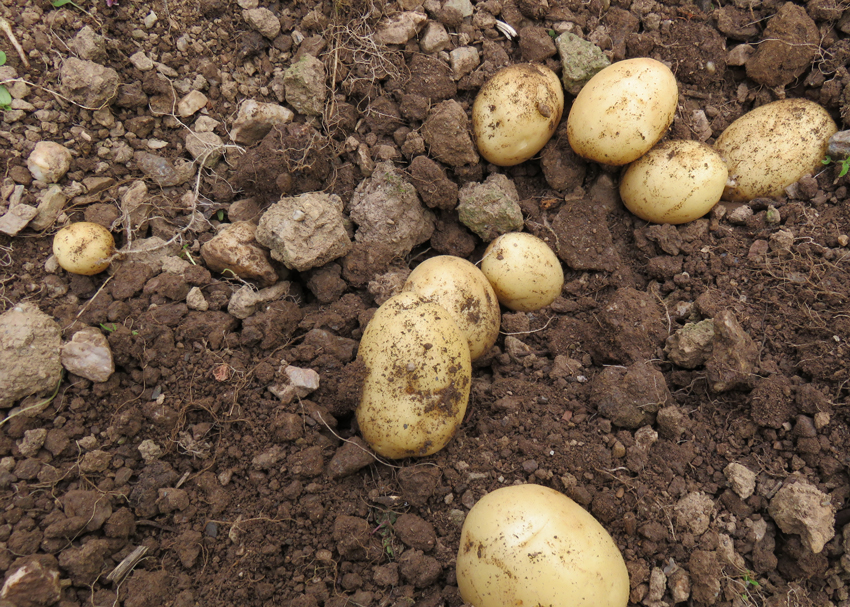 potato-harvest.jpg