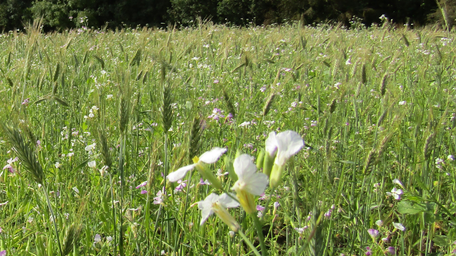 meadow.jpg