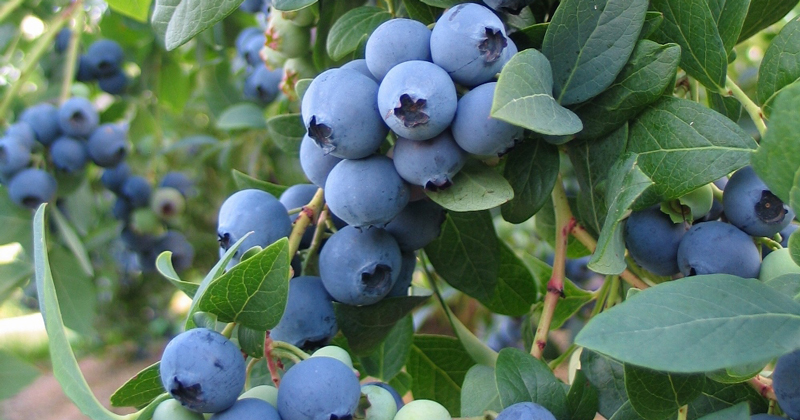 Brigitta-Blueberry-Plant.jpg