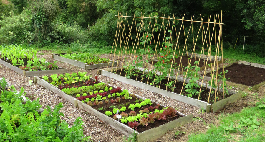 autumnvegpatch.jpg