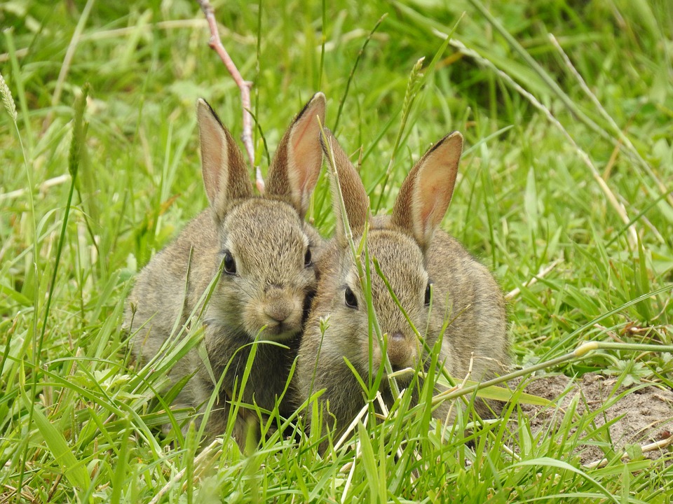 bunnies-pix.jpg